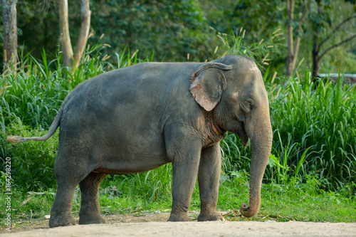 Young elephant on forest blackground,Thailand