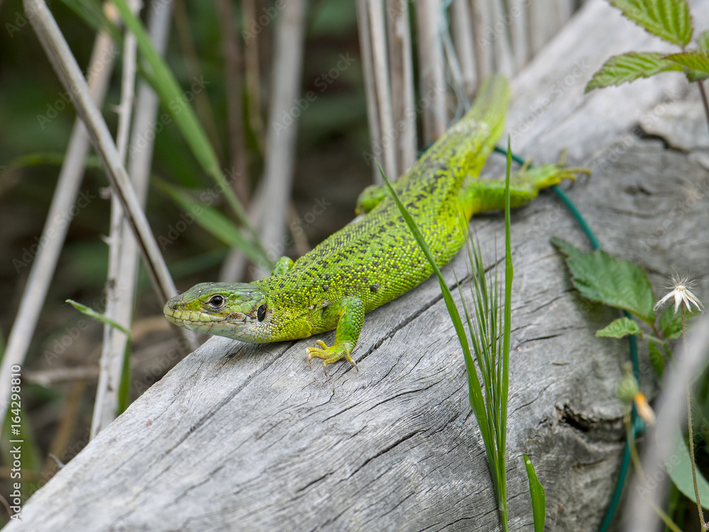 European green lizard European green lizard