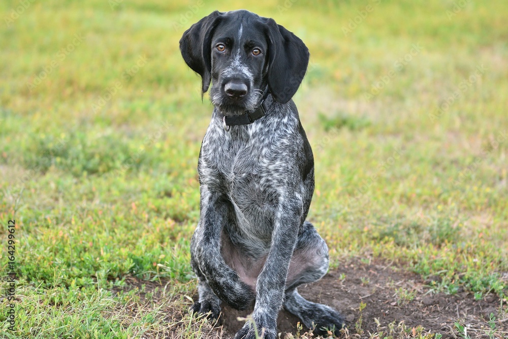 Hunting dog breed German Wirehaired pointer Hunting dog breed German Wirehaired pointer