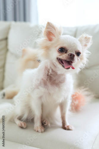 chihuahua dog cute pet © sutichak