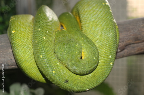 枝に巻きつく緑色のヘビ