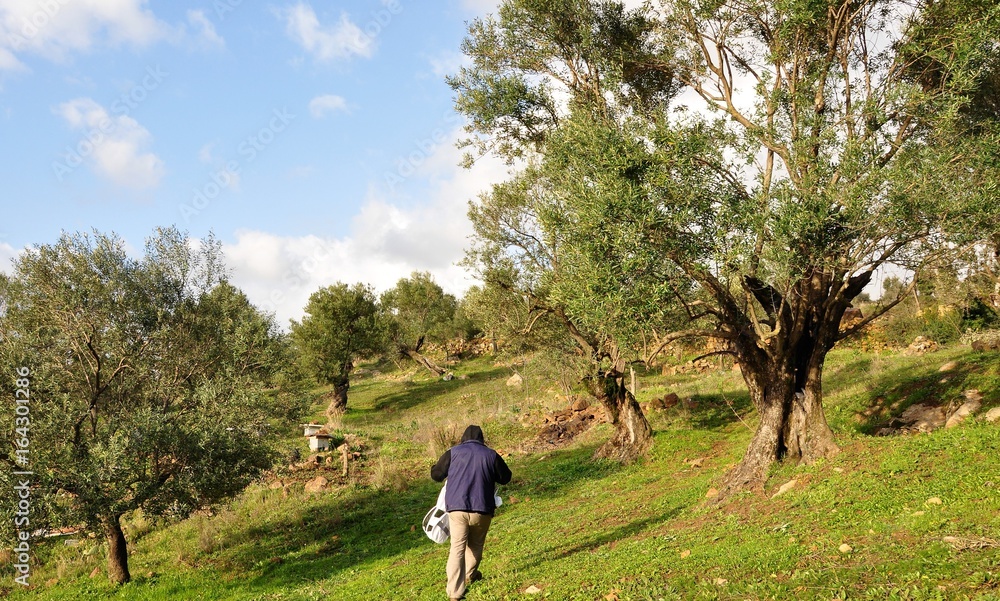 Obraz premium apiculture