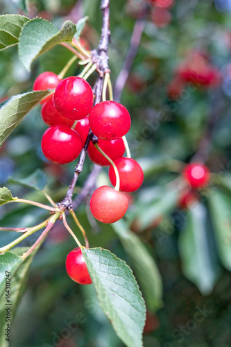 Michigan Cherries
