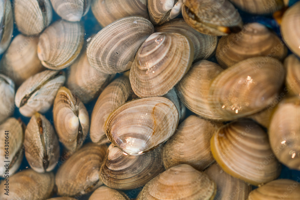 Pile Of Shells Pile Of Shells