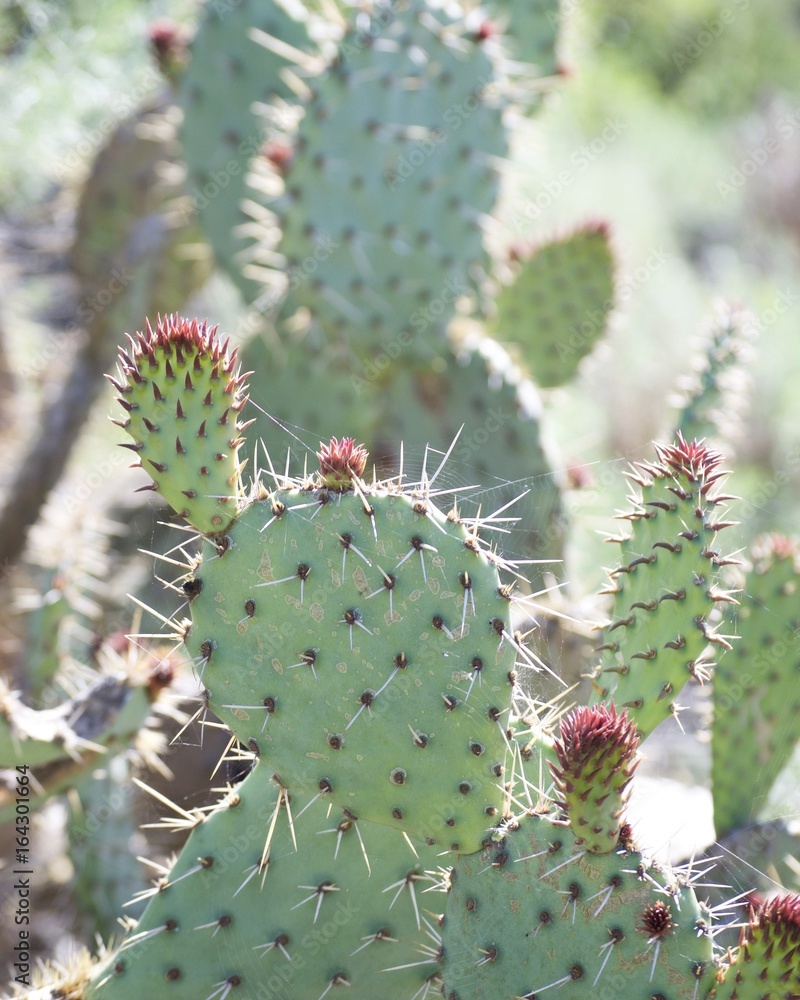 California cactus California cactus