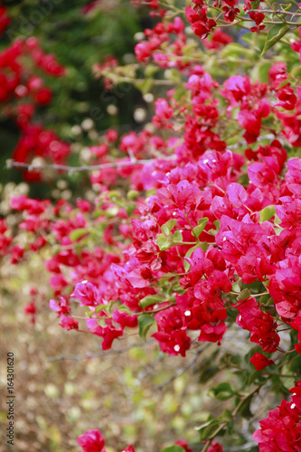 Wallpaper Mural Bouganvilla Torontodigital.ca