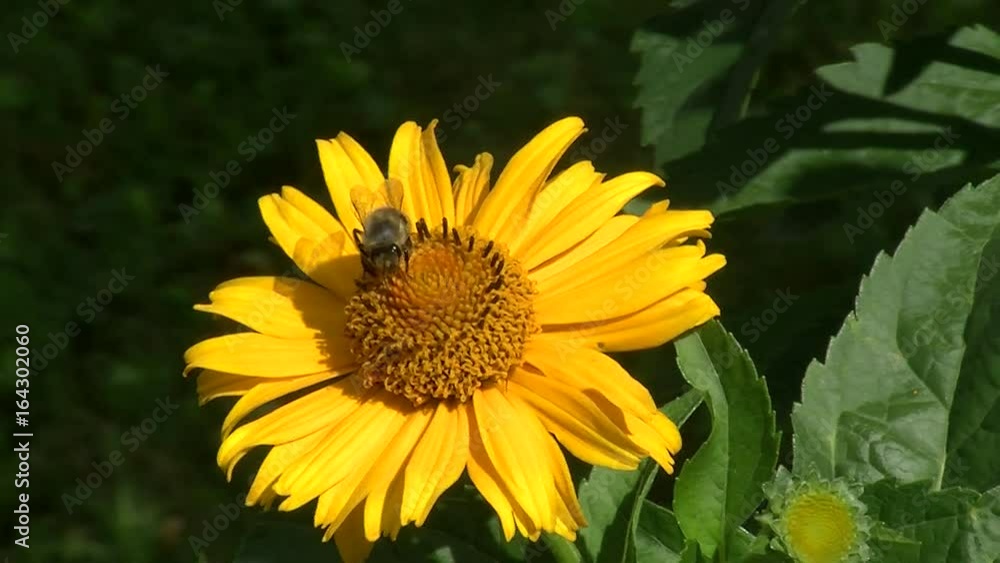 Eine Biene auf einer gelben Strauchmargerite Eine Biene auf einer gelben Strauchmargerite