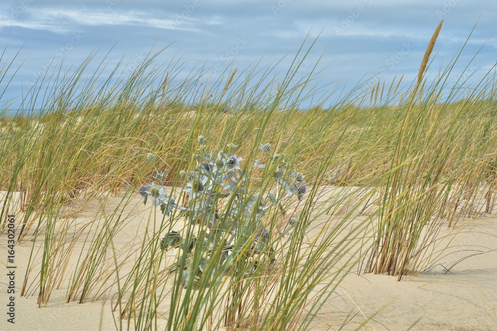 dunes de sable dunes de sable