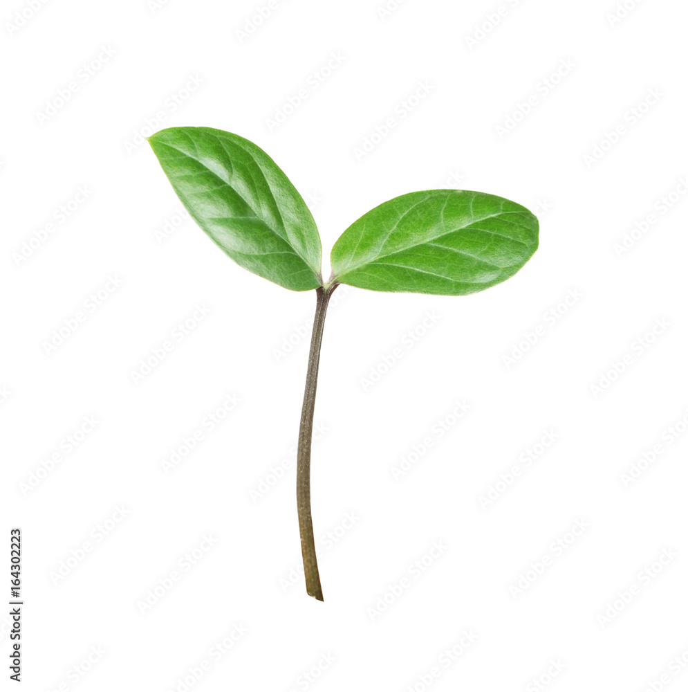 Obraz premium Green sprout on a white background