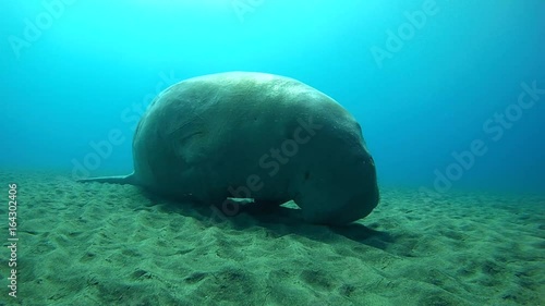 Dugon dozed on a sandy bottom swaying during the water - Abu Dabab, Marsa Alam, Red Sea, Egypt, Africa
 photo