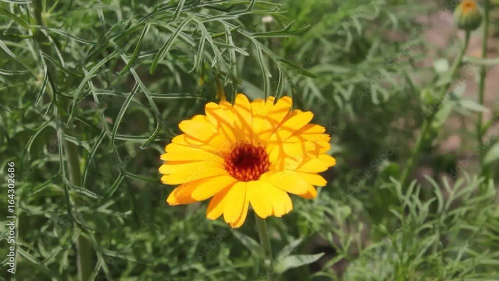 Medicinal plant calendula.
On petals of flower of calendula appears a shadow from leaves of Cosmos.
