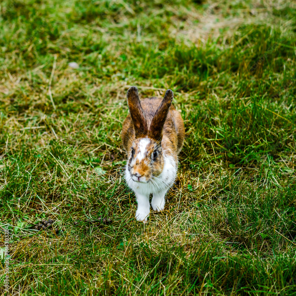 Little beautiful rabbit on green grass, farm mammals