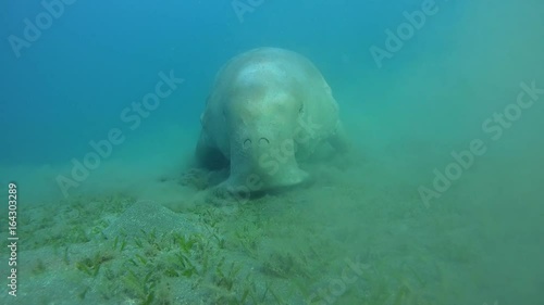 Dugong eat green sea grass on a sandy bottom - Abu Dabab, Marsa Alam, Red Sea, Egypt, Africa
 photo