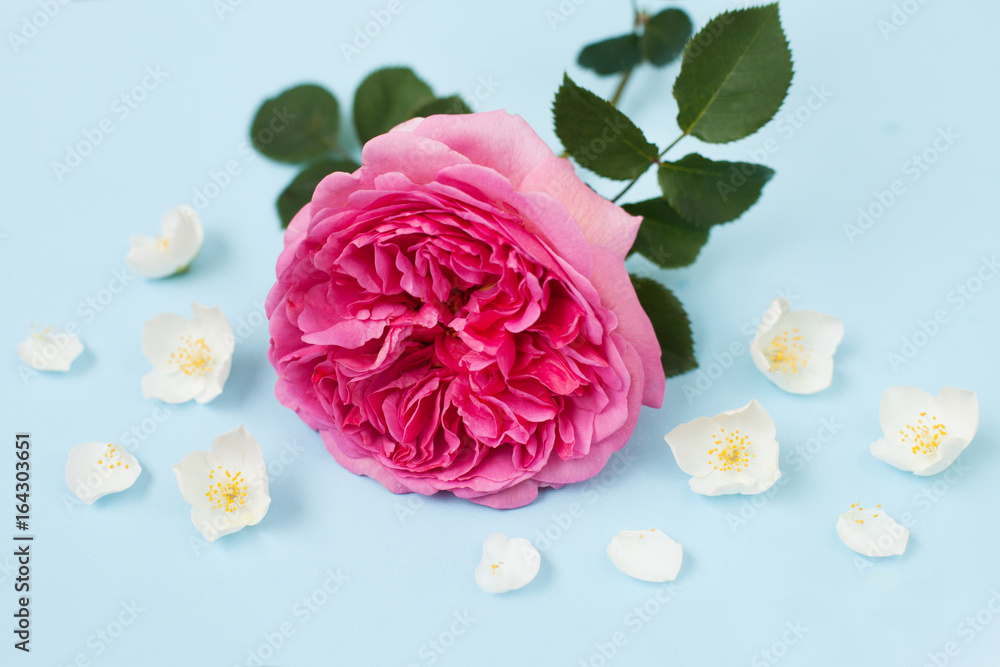 Princess Alexandra of Kent rose on blue backgroung Princess Alexandra of Kent rose on blue backgroung