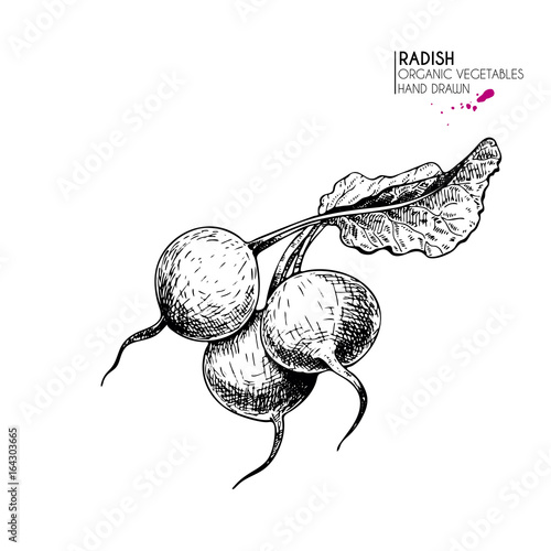 Vector hand drawn set of farm vegetables. Isolated radish. Engraved art. Organic sketched vegetarian objects.