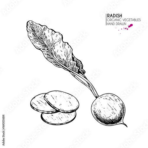 Vector hand drawn set of farm vegetables. Isolated whole and sliced radish. Engraved art. Organic sketched vegetarian objects.