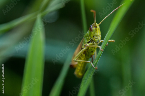 grasshopper on green grass stock