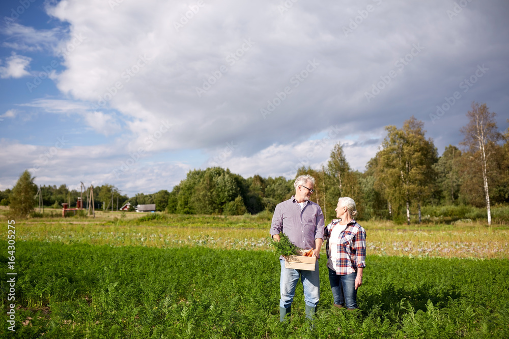 senior couple with box picking carrots on farm senior couple with box picking carrots on farm