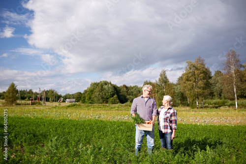 senior couple with box picking carrots on farm