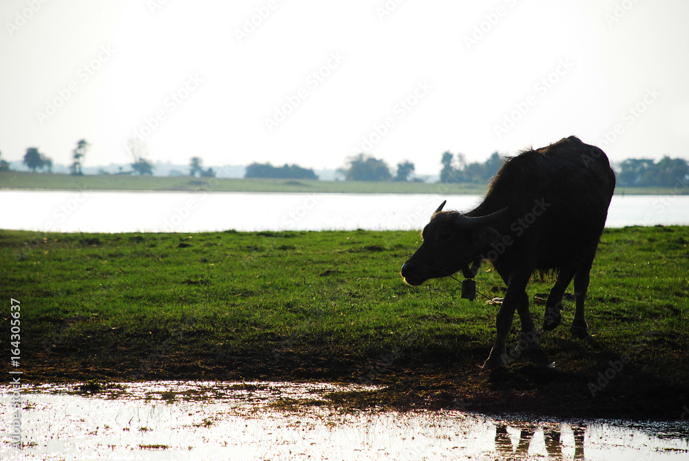 Silhouette of a buffalo eating in field near river on morning Silhouette of a buffalo eating in field near river on morning