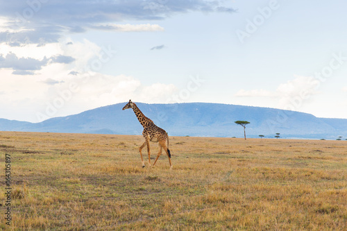 giraffe in savannah at africa