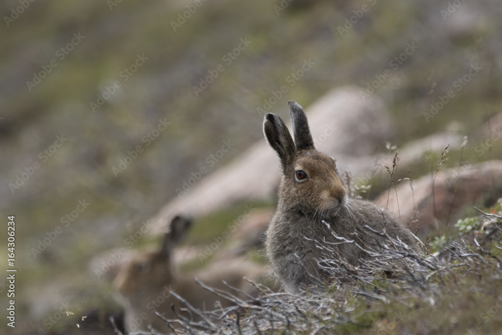 Naklejka premium mountain hare