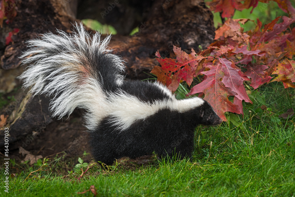 Striped Skunk (Mephitis mephitis) Walks Left Striped Skunk (Mephitis mephitis) Walks Left