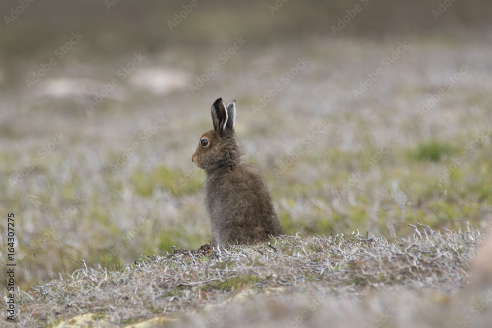 Obraz premium mountain hare
