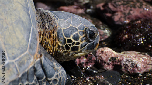 Close up of sea turtles resting on a rocky sand beach in Maui Hawaii