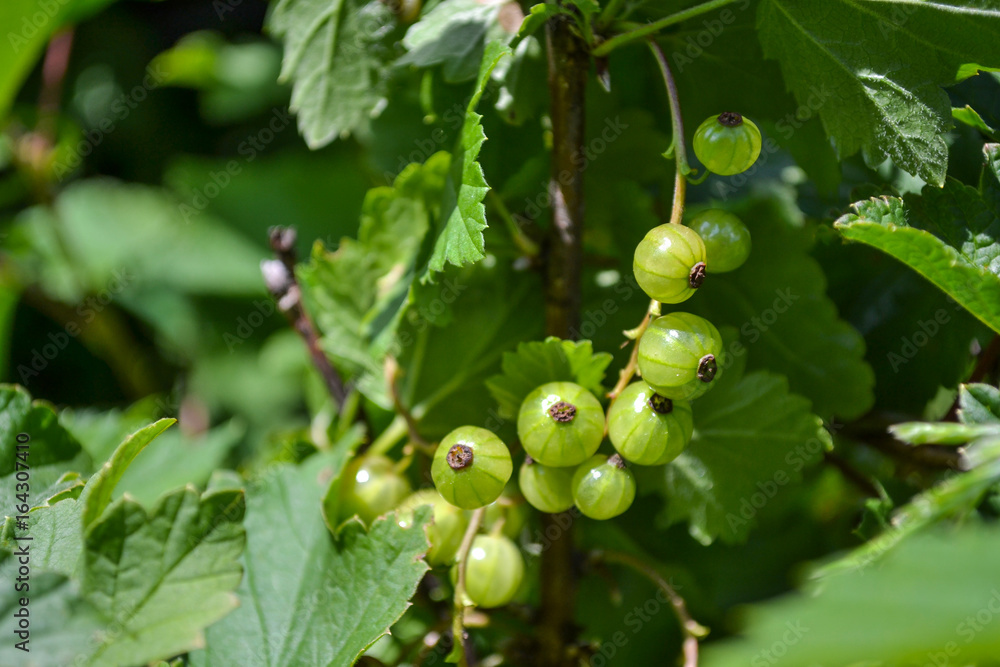 Fresh green gooseberries on a branch of gooseberry bush Fresh green gooseberries on a branch of gooseberry bush