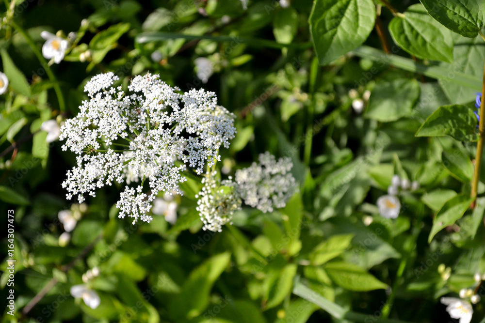 Close up of wildflower Pimpinella saxifraga. Close up of wildflower Pimpinella saxifraga.