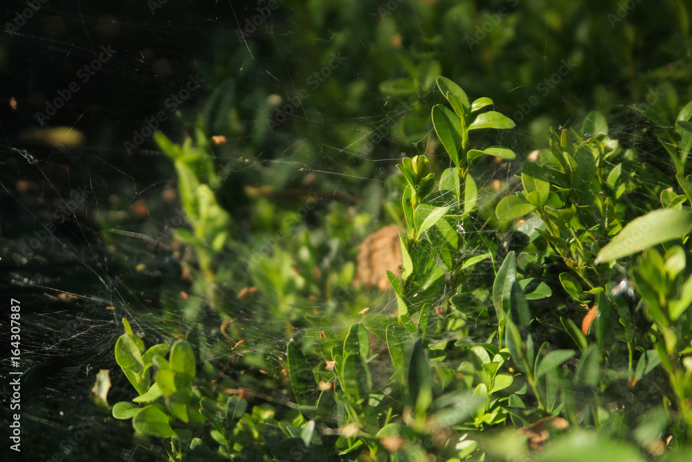 Groving leaves Groving leaves