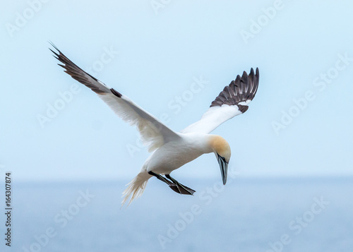 gannet