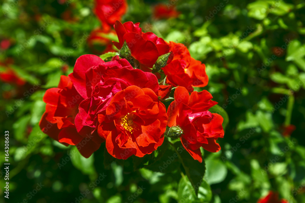 Close-up of red garden roses Close-up of red garden roses