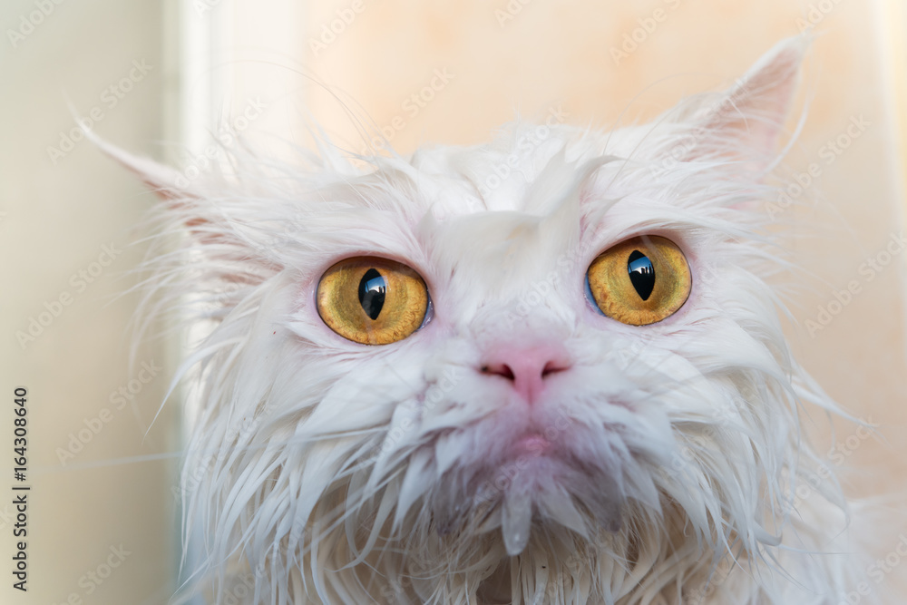Close up wet persian cat eye. - obrazy, fototapety, plakaty 