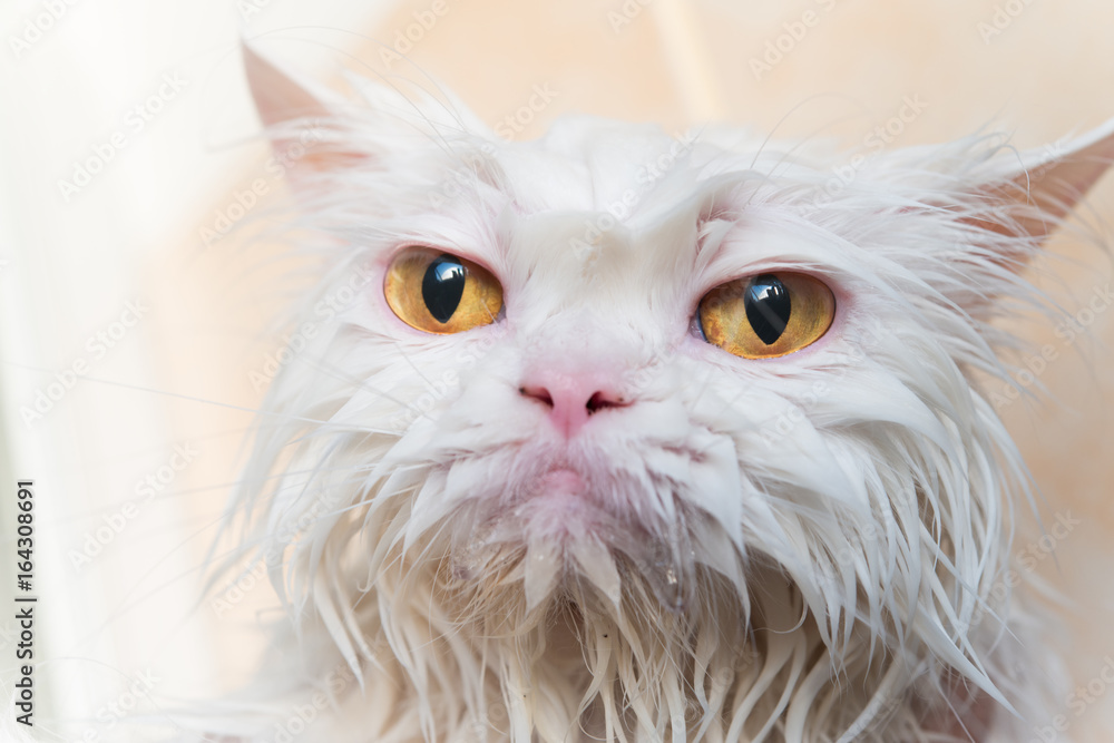 Persian cat wet best sale