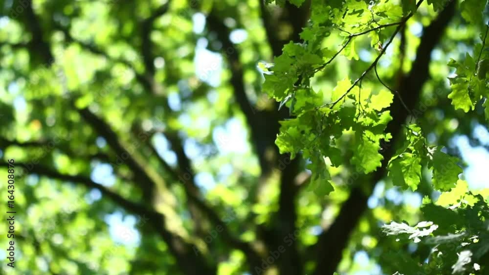 Amazing sunlight on oak leaves in summer Amazing sunlight on oak leaves in summer