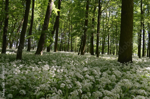 Весенний лес с цветущей белой черемшой Allium ursinum возле города Хропине в Моравии, Чехии © aleks22n