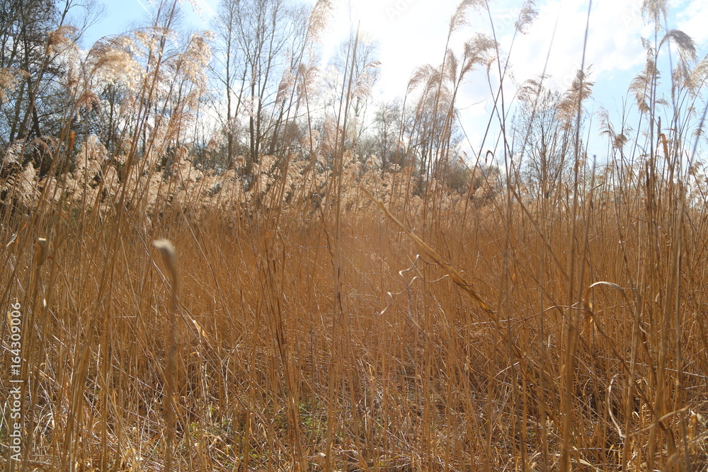 Obraz premium Paysage