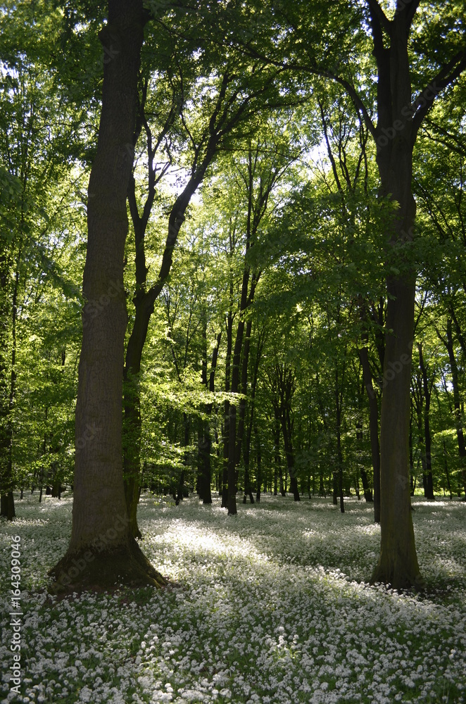 Весенний лес с цветущей белой черемшой Allium ursinum возле города Хропине в Моравии, Чехии