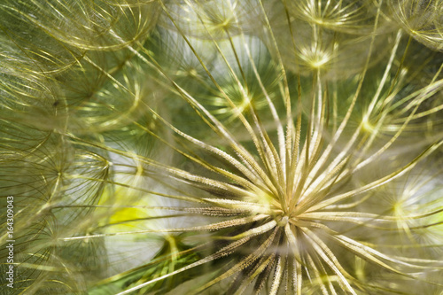 Golden Dandelion 