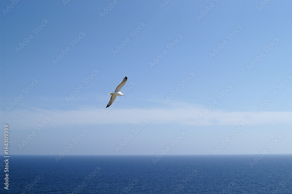 seagull in flight