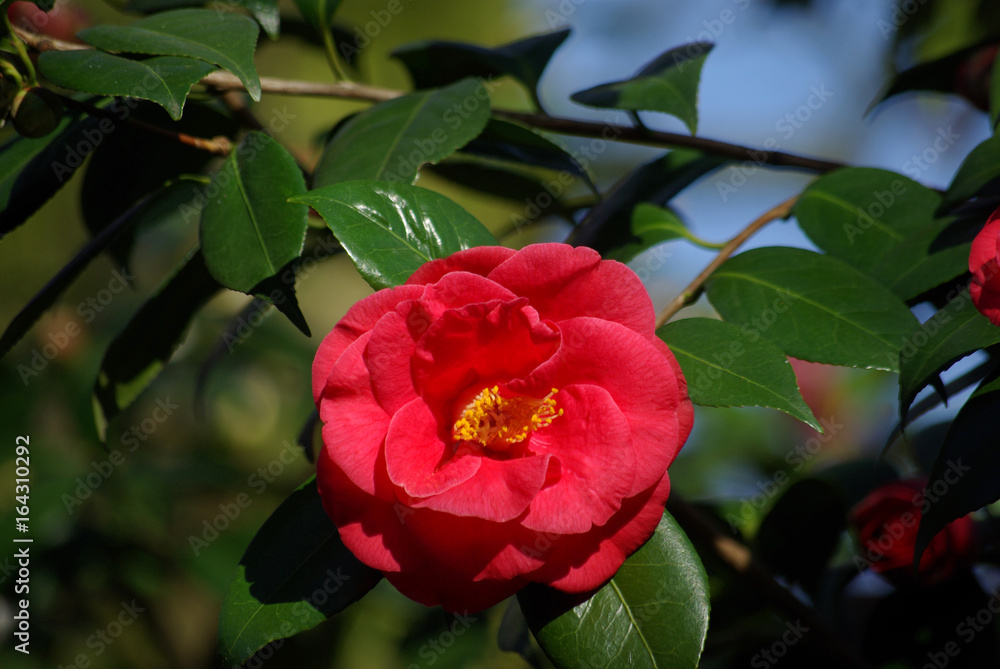 Camélia rouge au printemps au jardin Camélia rouge au printemps au jardin
