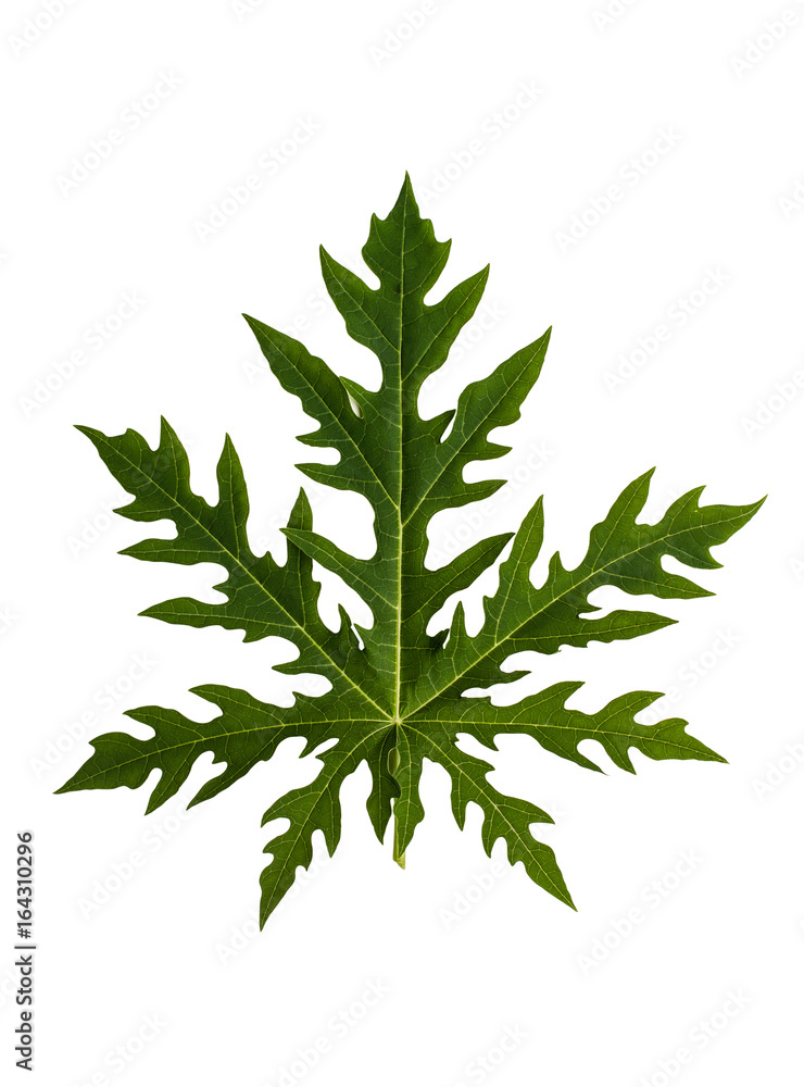 Close up papaya leaves isolated on white. Clipping path Close up papaya leaves isolated on white. Clipping path