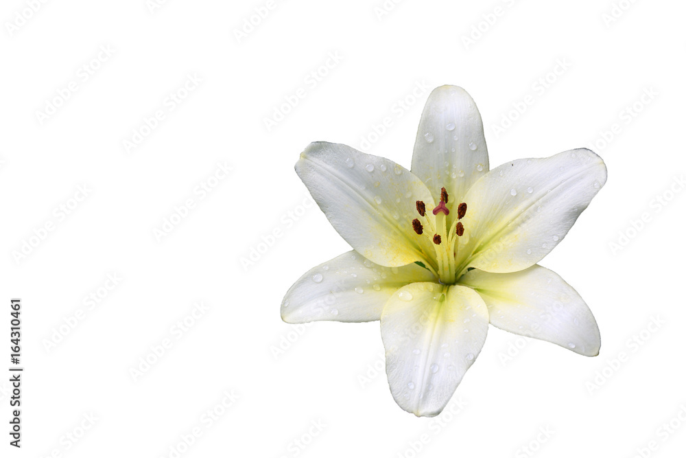 The flower of Lilia white (lat. Lílium candídum) isolated  on a white background.