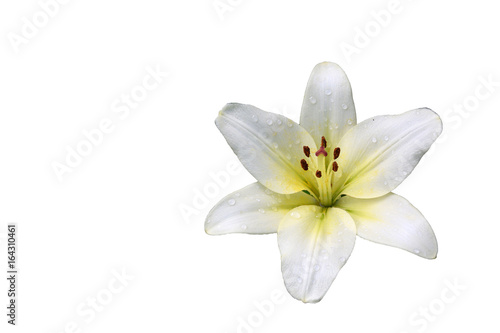 The flower of Lilia white (lat. Lílium candídum) isolated on a white background.