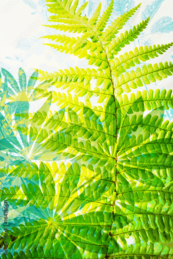 Exotic plants, fern leaves, artistic background
