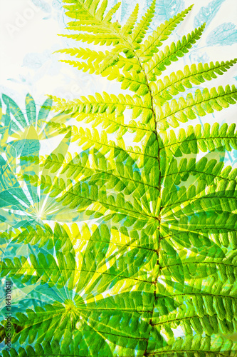 Exotic plants  fern leaves  artistic background