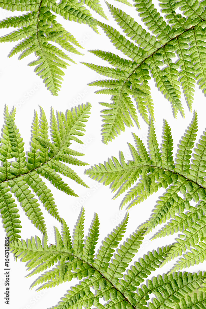 Exotic plants background Exotic plants background