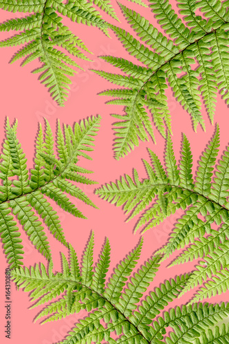 Beautiful  artistic background with fern leaves